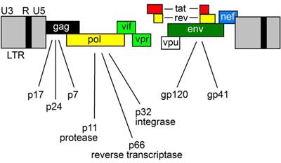 HIV-1 Nef Signaling in Intestinal Mucosa Epithelium Suggests the Existence of an Active Inter-kingdom Crosstalk Mediated by Exosomes